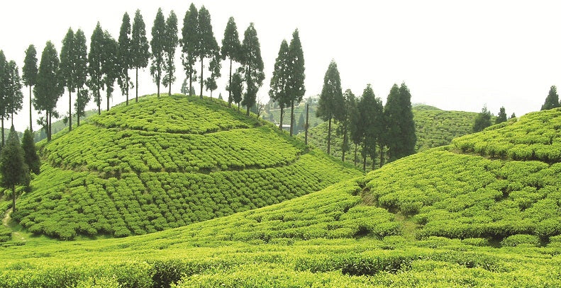 Gopaldhara scenic tea walks and tours